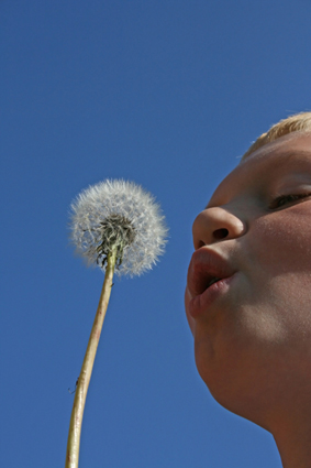 The seeds on innovation